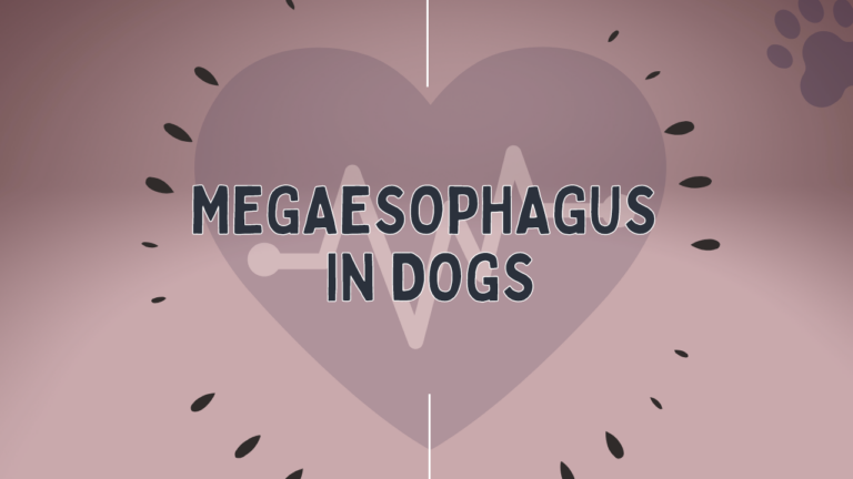 Megaesophagus - Medical Condition in Dogs