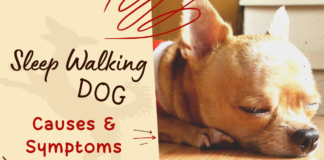 Sleep Walking Sympoms and Causes in Dogs