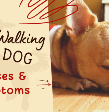 Sleep Walking Sympoms and Causes in Dogs