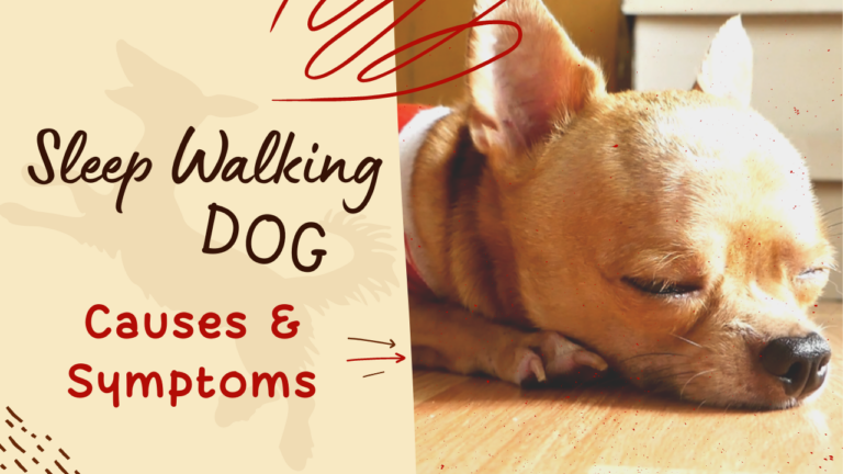 Sleep Walking Dog: Causes & Symptoms That We Shouldn’t Ignore
