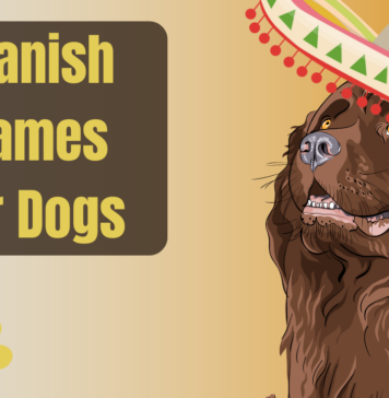Spanish Name Ideas For Your Dog