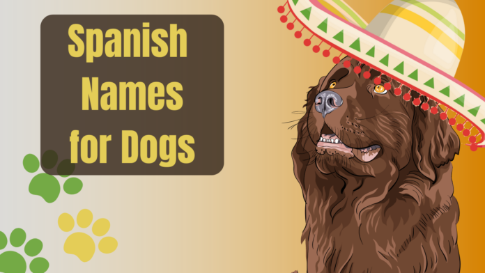 Spanish Name Ideas For Your Dog