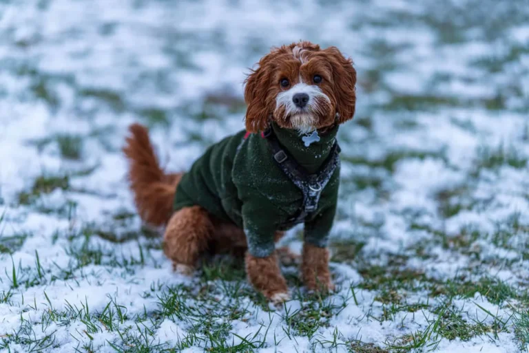 Winter Outfit Ideas For Cavapoos