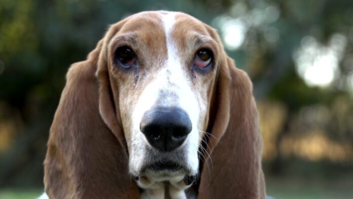 Basset Hound