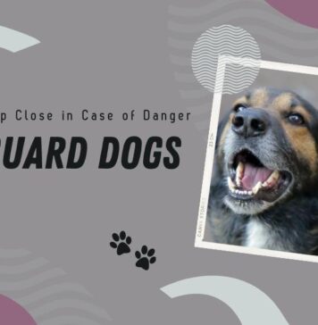 Best Guard Dogs - Breeds that can keep you safe