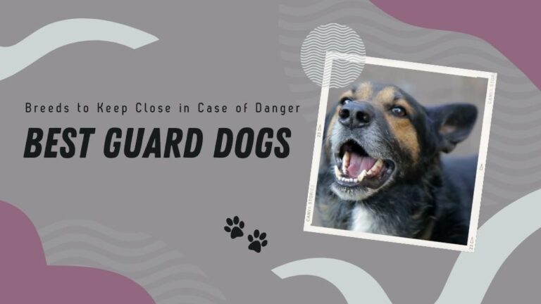 Best Guard Dogs - Breeds that can keep you safe
