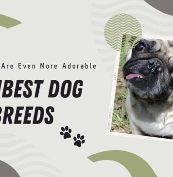 Dumbest Dog Breeds - Laugh at your pets stupidity