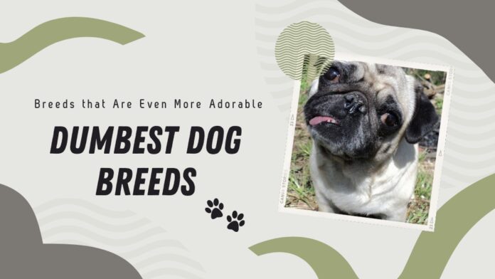 Dumbest Dog Breeds - Laugh at your pets stupidity