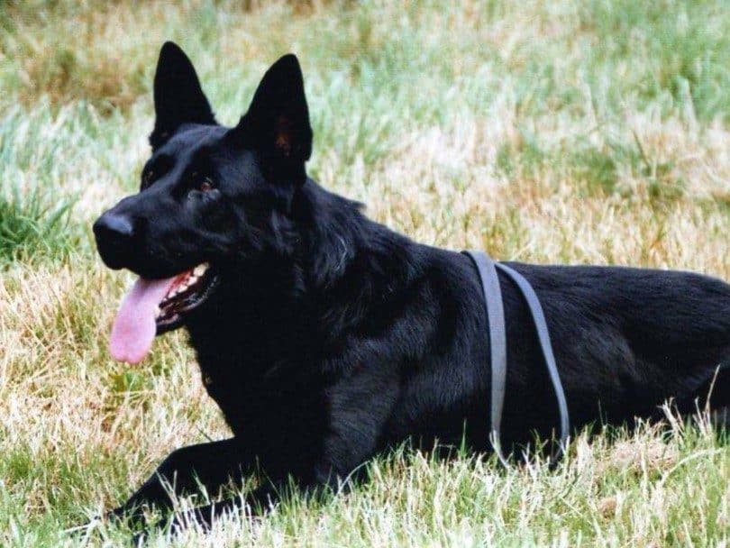 Guard black dog