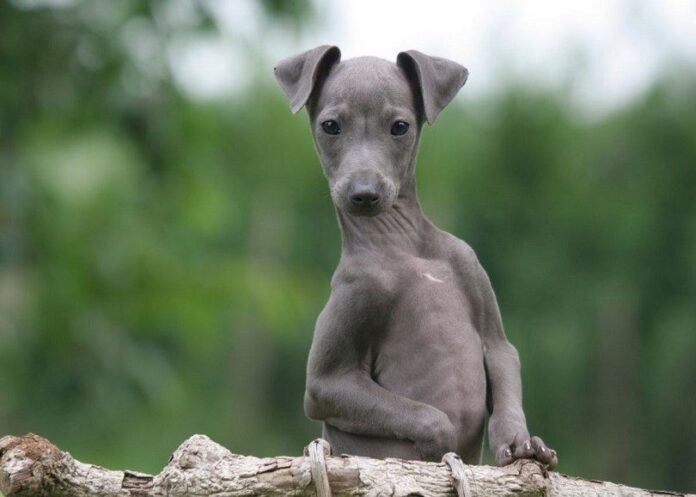 Italian-Greyhound