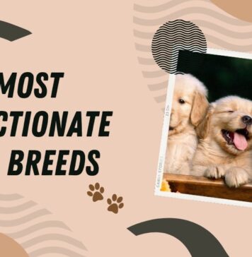 Most Affectionate and Loving Dog Breeds