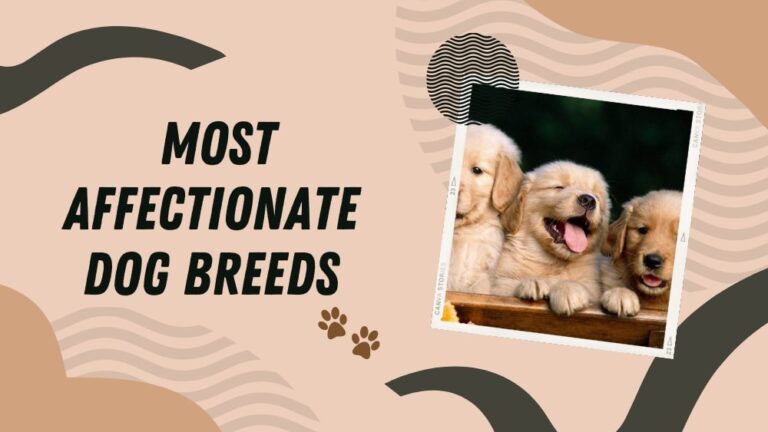 Most Affectionate and Loving Dog Breeds