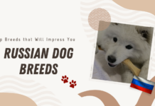 Russian Dogs - Extinct Breeds