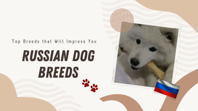 Russian Dog Breeds: Top Breeds that Will Impress You