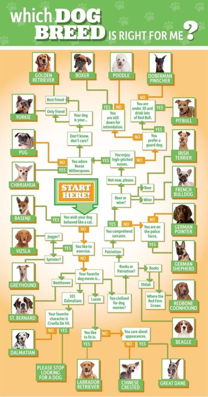 Which-dog-breed-is-right-for-me