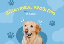 problems in dogs