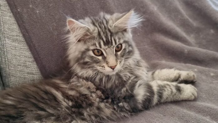 Appearance and Characteristics of Maine Coon Kittens