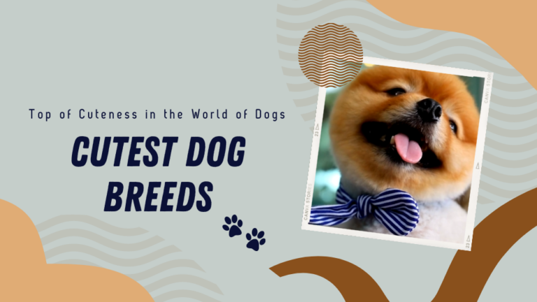 15 Cutest Dog Breeds: a Top of Cuteness in the World of Dogs