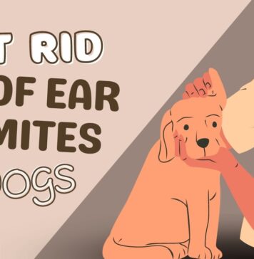 Dog is suffering from ear mites - How to Get rid of them