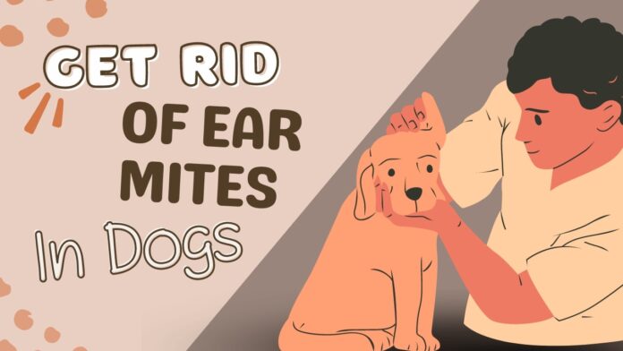 Dog is suffering from ear mites - How to Get rid of them
