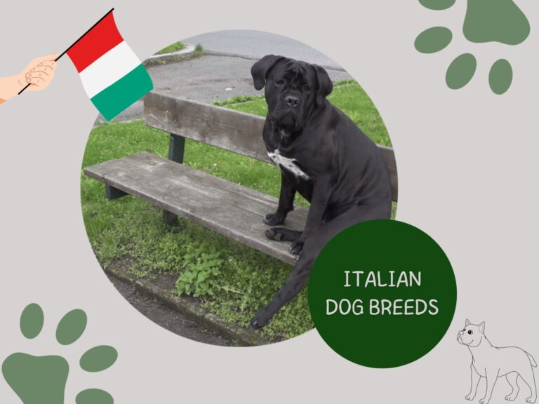 Italian Dog Breeds: Things to Consider Before Bringing One Home