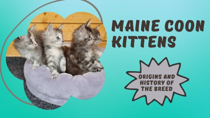 Maine Coon - Cat Breed Information