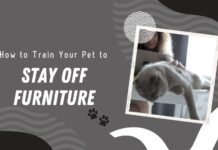 Train your furry pet to stay off your furniture