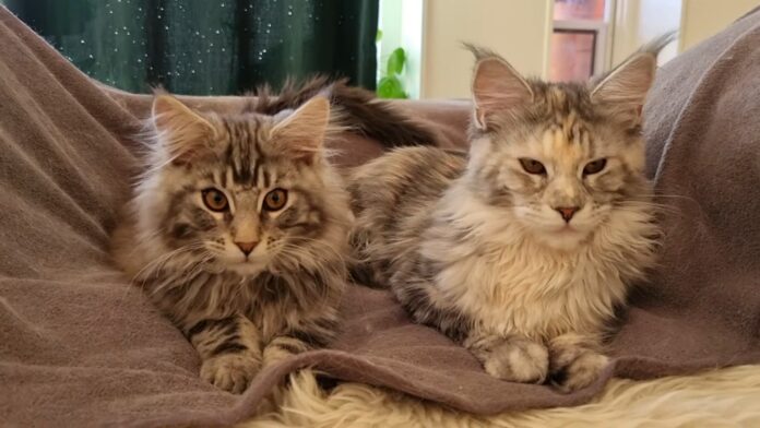 Unique physical features - Maine Coon Kittens