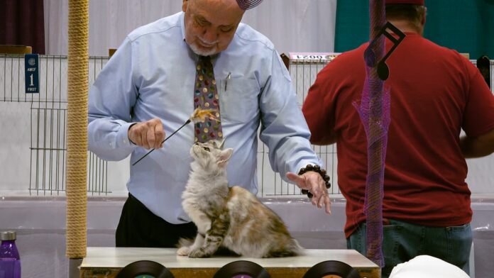 Uses of Maine Coon kittens in cat shows and competitions