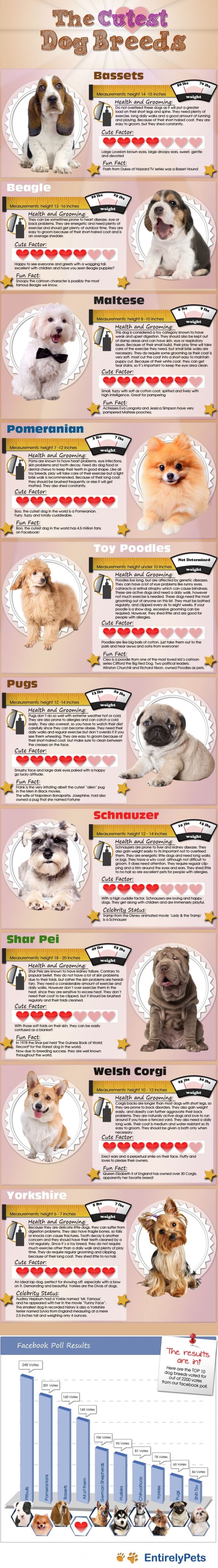 cutest-dog-breeds-infographic