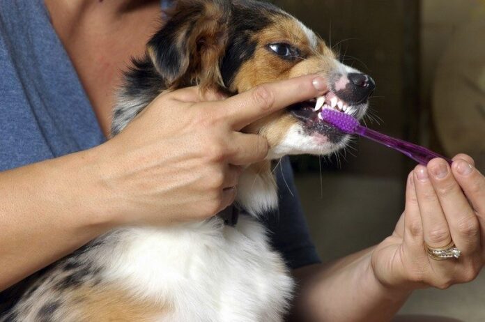 Clean-dogs-teeth