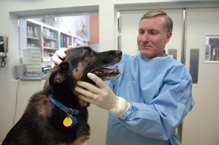 Dog-at-the-dentist