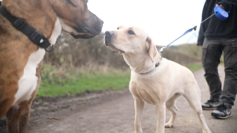 Training for Life: How to Build a Strong Foundation for Your Dog’s Behaviour