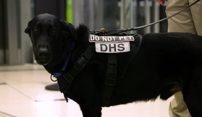 Detection Working Dogs