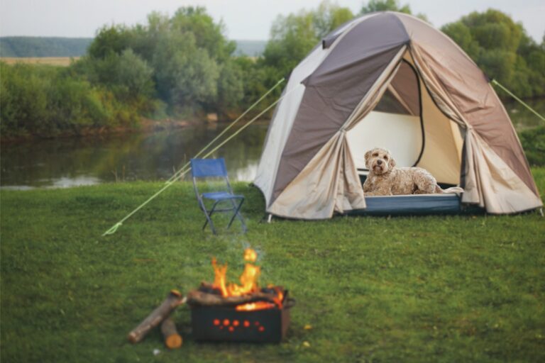 7 Tips for Camping with Dogs: Safe and Enjoyable Adventure