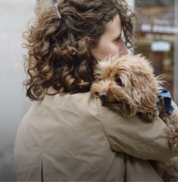 Dog Breeds for First-Time Owners
