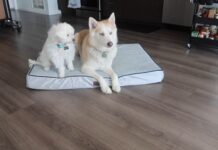 How Orthopedic Memory Foam Dog Beds Improve Sleep Quality and Overall Well-Being How Orthopedic Memory Foam Dog Beds Improve Sleep Quality and Overall Well-Being