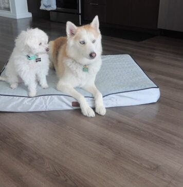 How Orthopedic Memory Foam Dog Beds Improve Sleep Quality and Overall Well-Being