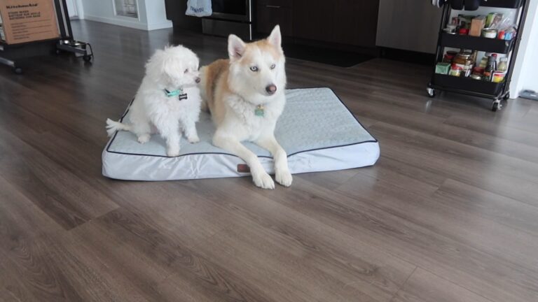 How Orthopedic Memory Foam Dog Beds Improve Sleep Quality and Overall Well-Being