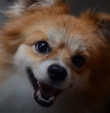 Choose a Healthy Life for Dog