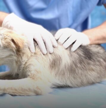 Dog Physiotherapy