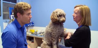 Finding the Perfect Vet Practice: A Comprehensive Guide