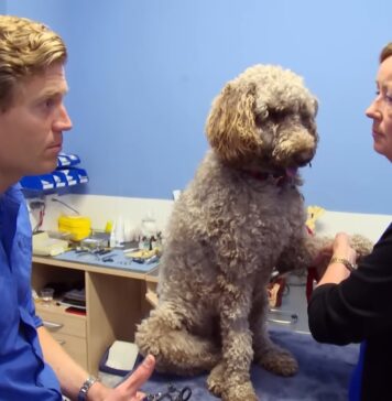 Finding the Perfect Vet Practice: A Comprehensive Guide