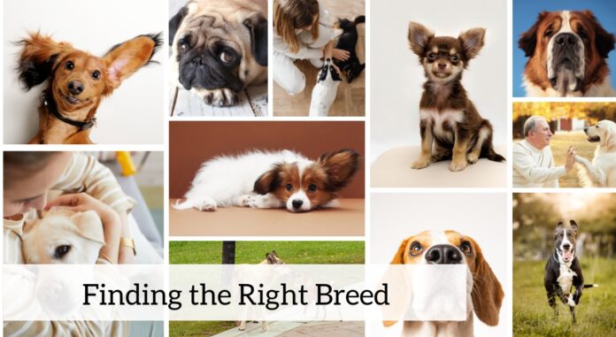 Finding the Right Breed