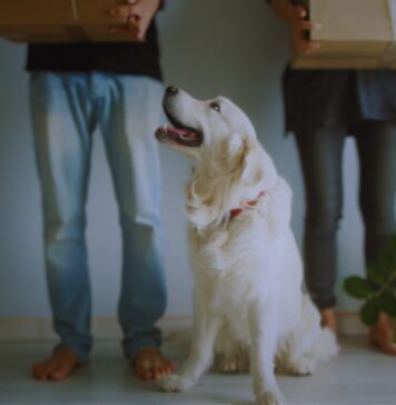 Move Pets Safely