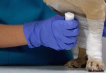 cpr and forst aid in dogs