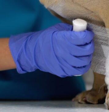 cpr and forst aid in dogs