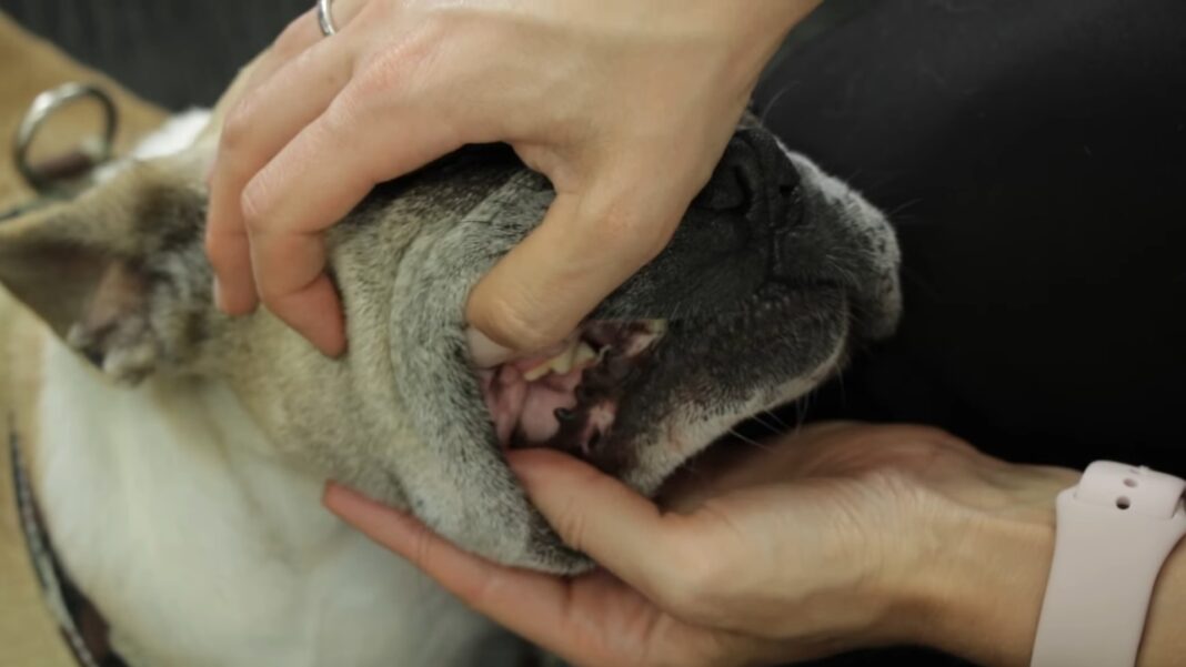 8 Tips to Keep Your Dog's Teeth Clean and Healthy in 2024 Dogsaholic