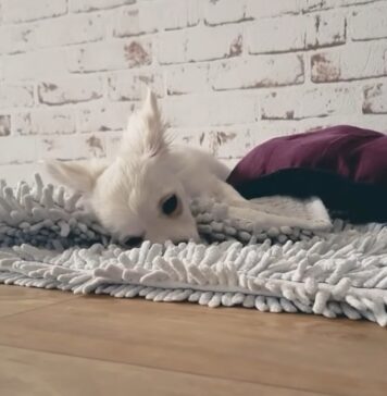 From Messy to Marvelous: Keeping Your Home Clean with a Dog