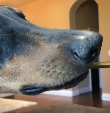 Easing Pet Anxiety: How CBD Oil Can Benefit Your Furry Friend